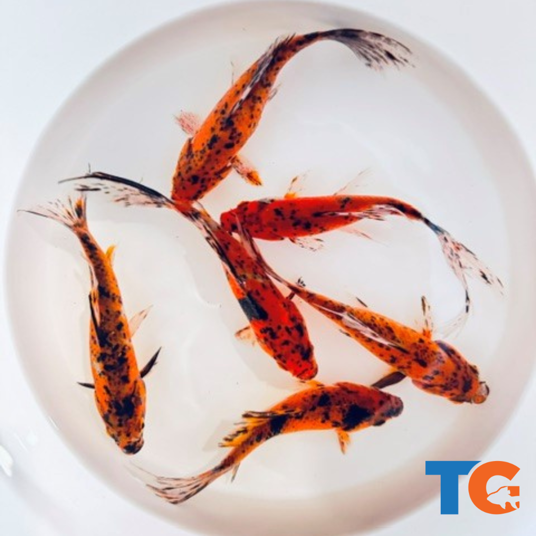 NEW GOLDFISH | Tiger Shubunkins 🐯 – Toledo Goldfish