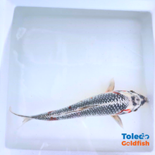 Load image into Gallery viewer, TOLEDO GOLDFISH |  Live Standard Fin Koi