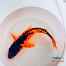 Load image into Gallery viewer, TOLEDO GOLDFISH |  Live Standard Fin Koi