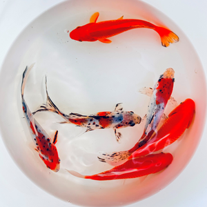 TOLEDO GOLDFISH | Shubunkin and common goldfish