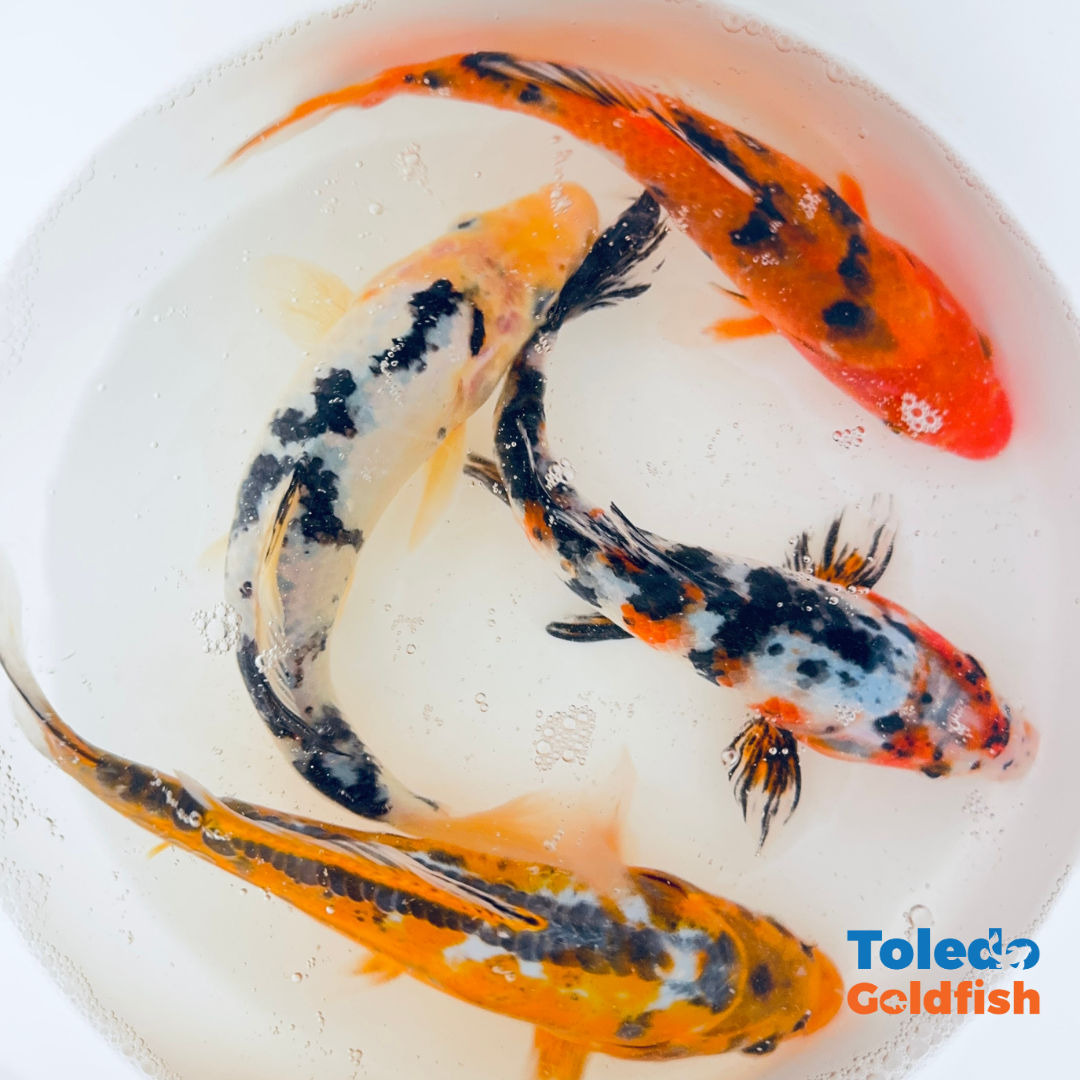 Select Koi Group - Standard Fin Koi - 8 inch Colorful Koi Mix