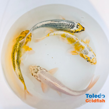 Load image into Gallery viewer, TOLEDO GOLDFISH |  Live Standard Fin Koi