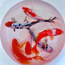 Load image into Gallery viewer, Toledo Goldfish Assorted Goldfish Combo including sarasa, common, and shubunkin goldfish