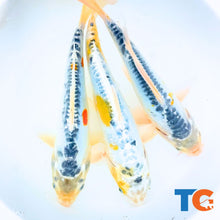 Load image into Gallery viewer, Toledo Goldfish | calico blue koi fish for sale