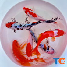 Load image into Gallery viewer, Toledo Goldfish Large Assorted Goldfish including sarasa, common, and shubunkin goldfish