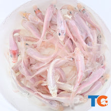 Load image into Gallery viewer, Toledo Goldfish | mystery white koi fish for sale