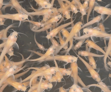 Load image into Gallery viewer, Toledo Goldfish | Live Albino Catfish