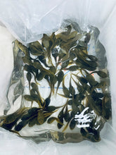 Load image into Gallery viewer, Toledo Goldfish | Live bullfrog Tadpoles in a shipping box