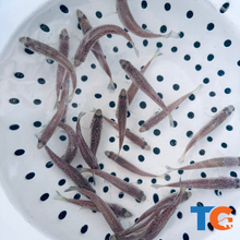 Load image into Gallery viewer, TOLEDO GOLDFISH | Live Largemouth Bass for pond stocking