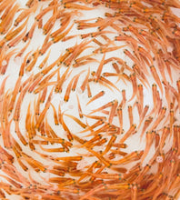 Load image into Gallery viewer, Toledo Goldfish Rosie Red Minnows for pond stocking a pink fathead minnow