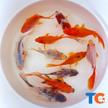Load image into Gallery viewer, Toledo Goldfish | Sabao goldfish for ponds