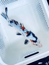 Load image into Gallery viewer, Toledo Goldfish Standard Fin koi tricolored