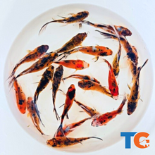 Load image into Gallery viewer, Tiger Shubunkin Goldfish For Sale | FREE SHIPPING | Live Arrival Guarantee