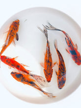 Load image into Gallery viewer, Toledo Goldfish | Tiger Shubunkin Goldfish large live fish