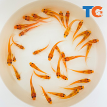 Load image into Gallery viewer, TOLEDO GOLDFISH | Albino Catfish for ponds and lakes