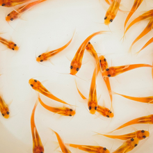 Load image into Gallery viewer, TOLEDO GOLDFISH | Albino Catfish