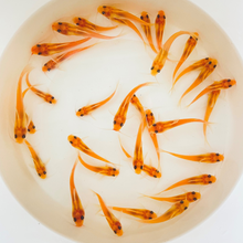 Load image into Gallery viewer, TOLEDO GOLDFISH | Albino Catfish for pond stocking or lakes