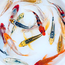 Load image into Gallery viewer, Toledo Goldfish butterfly koi with beautiful assorted colors and patterns