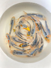 Load image into Gallery viewer, TOLEDO GOLDFISH | Calico blue Doitsu Skeleton koi