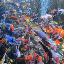 Load image into Gallery viewer, Toledo Goldfish Colorful Koi underwater
