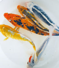 Load image into Gallery viewer, TOLEDO GOLDFISH | Large goldfish & Koi sale