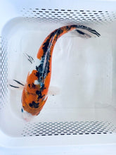 Load image into Gallery viewer, Toledo Goldfish | large standard koi