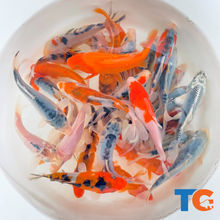 Load image into Gallery viewer, TOLEDO GOLDFISH | Patriotic Koi born in the USA red, white, and blue koi