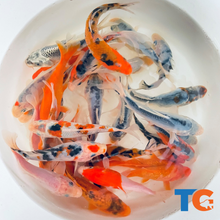 Load image into Gallery viewer, TOLEDO GOLDFISH | Patriotic Koi mix USA red, white, and blue koi