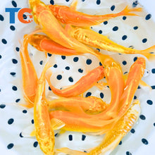 Load image into Gallery viewer, Toledo Goldfish | Red and black koi fish for sale