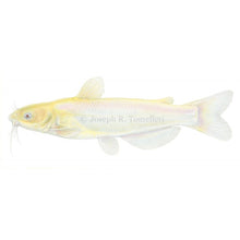 Load image into Gallery viewer, TOLEDO GOLDFISH | Albino Catfish stock photo