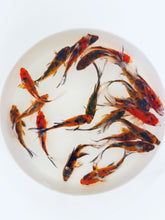 Load and play video in Gallery viewer, Tiger Shubunkin Goldfish For Sale | FREE SHIPPING | Live Arrival Guarantee