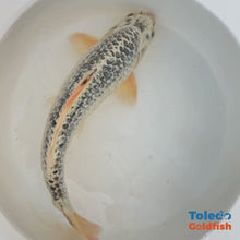Load and play video in Gallery viewer, TOLEDO GOLDFISH | Standard Fin Koi
