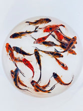 Load image into Gallery viewer, Tiger Shubunkin Goldfish For Sale | FREE SHIPPING | Live Arrival Guarantee
