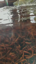 Load and play video in Gallery viewer, TOLEDO GOLDFISH | Rosie Red Minnows fathead pink minnows for pond stocking