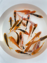 Load and play video in Gallery viewer, Orange Koi Toledo Goldfish