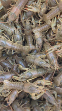Load and play video in Gallery viewer, Toledo Goldfish Live Crayfish