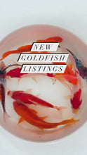 Load and play video in Gallery viewer, TOLEDO GOLDFISH | Types of goldfish including sarasa, common and shubunkin goldfish