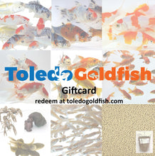 Load image into Gallery viewer, TOLEDO GOLDFISH | Gift Card for live goldfish or koi
