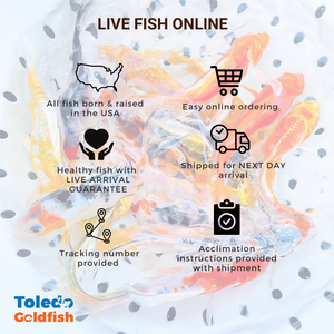 Toledo Goldfish HOw to order fish online
