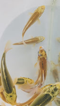 Load and play video in Gallery viewer, Yellow standard fin koi