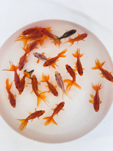 Toledo Goldfish | Red Fantail Goldfish