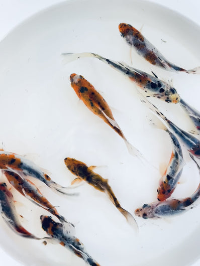 TOLEDO GOLDFISH | shubunkin goldfish 