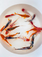 Load and play video in Gallery viewer, TOLEDO GOLDFISH | Assorted Goldfish combo, shubunkins, commons, sarasa goldfish