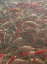 Load and play video in Gallery viewer, TG Sarasa Comet Goldfish video