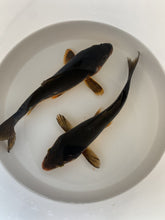 Load and play video in Gallery viewer, Toledo Goldfish Live Black koi