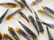 Load and play video in Gallery viewer, TOLEDO GOLDFISH | Live Calico blue goldfish