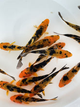 Load and play video in Gallery viewer, Toledo Goldfish red and black koi standard and butterfly fin koi