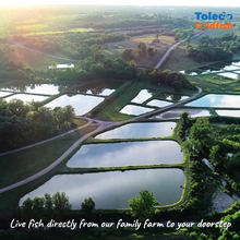 Load image into Gallery viewer, TOLEDO GOLDFISH | Family farm, fish are raised in outdoor ponds
