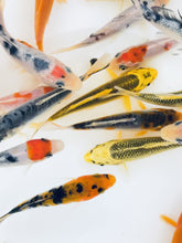 Load and play video in Gallery viewer, Toledo Goldfish standard fin koi listing with assorted colors

