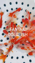 Load and play video in Gallery viewer, Toledo Goldfish Fantail Goldfish video